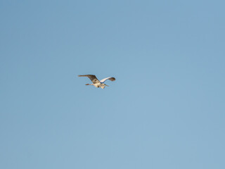 A Great Egret glides gracefully through a bright blue sky on a sunny afternoon. Its wings are fully extended, showcasing its strength and beauty against the tranquil backdrop.