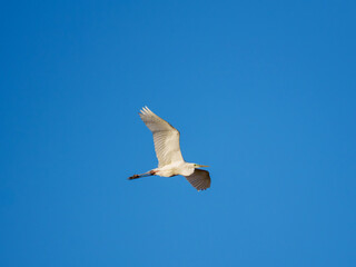 A graceful white Great Egret is soaring through a vast blue sky, its wings spread wide. The sun is shining brightly, creating a tranquil and serene atmosphere.