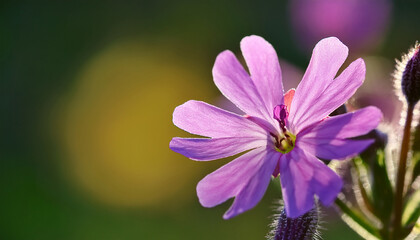 Fototapeta premium Common Soapwort Saponaria Officinalis Flower Closeup Selective Focus