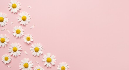 Daisies arranged on a light pink background creating a floral pattern.