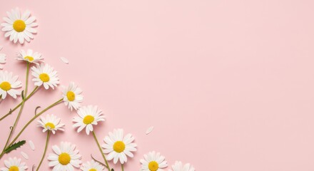 Daisies with white petals and yellow centers on a light pink background.