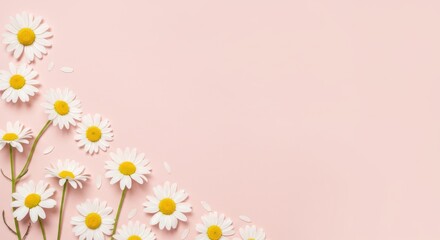 Daisies on a light pink background arranged in the lower left corner.