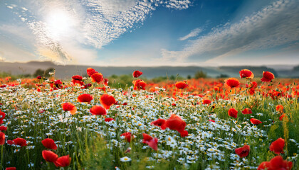 Obraz premium Bright Red Poppies Mingling With White Daisies Spreading Across Verdant Meadow Soft Cloudy Sky Highlighting Wildflower Field S Natural Summer Beauty
