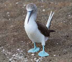Blue-footed Booby Standing on the beach in Floreana