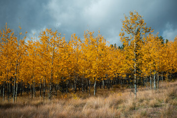 Golden autumn forest with yellow trees and dry grass under dramatic cloudy sky, seasonal nature landscape in fall