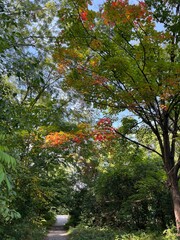 Fall foliage