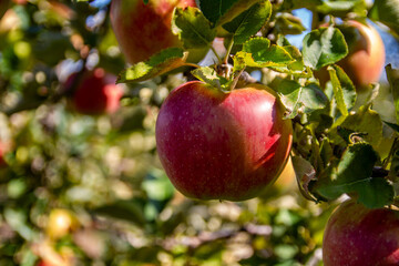 Ripe Red Apple on Tree Branch in Orchard

