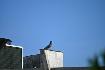 bird on the roof