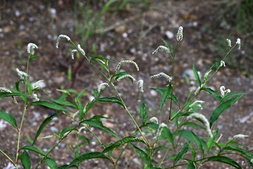 Persicaria lapathifolia (Pale smartweed) flowers. Polygonaceae annual plants. A roadside weed, it blooms from June to November with white or pale pink flowers in drooping spikes.