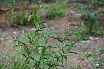 Persicaria lapathifolia (Pale smartweed) flowers. Polygonaceae annual plants. A roadside weed, it blooms from June to November with white or pale pink flowers in drooping spikes.