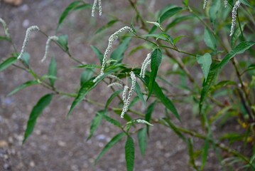 Persicaria lapathifolia (Pale smartweed) flowers. Polygonaceae annual plants. A roadside weed, it blooms from June to November with white or pale pink flowers in drooping spikes.