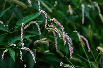 Persicaria lapathifolia (Pale smartweed) flowers. Polygonaceae annual plants. A roadside weed, it blooms from June to November with white or pale pink flowers in drooping spikes.