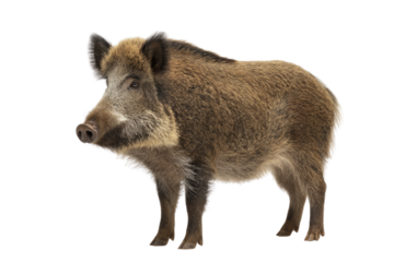 A wild boar, standing on a transparent background, is depicted in a profile view. background removed