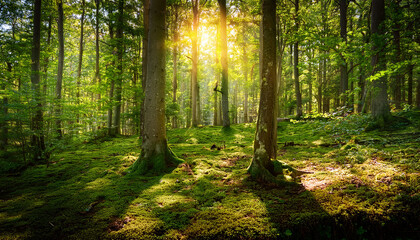 Obraz premium Sun Dappled Summer Forest Magical Sunlight Illuminates Lush Green Canopy And Forest Floor