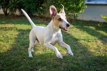 Chien qui court dr&ocirc;le