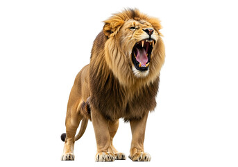 Obraz premium A majestic lion roars powerfully against a stark black background, showcasing its impressive mane and open mouth filled with sharp teeth.