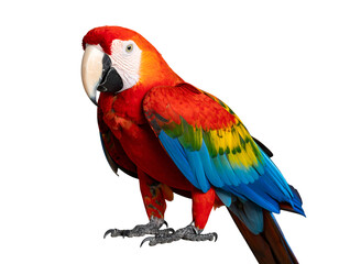 Fototapeta premium A vibrant and colorful parrot perched gracefully, showcasing its striking plumage and unique features.