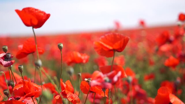 A field of red poppies with a bright blue sky in the background