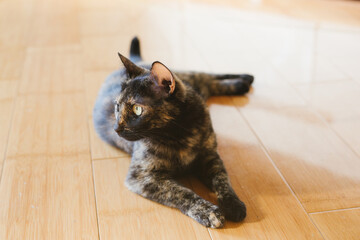 Relaxed Cat Posing in Home Interior with Natural Light