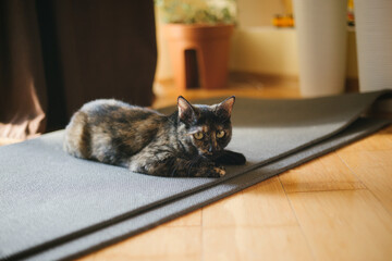 Tortoiseshell Cat Resting on a Gray Mat