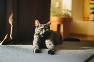 Tortoiseshell Cat Stretching on a Yoga Mat