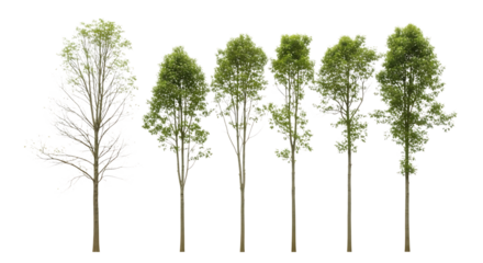 Row of Trees with One Bare Tree on Black Background