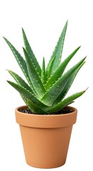 Aloe vera plant in terracotta pot on white background  
