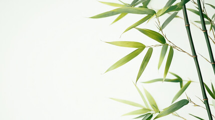 Fototapeta premium 竹の葉が余白に映えるミニマルな背景素材 