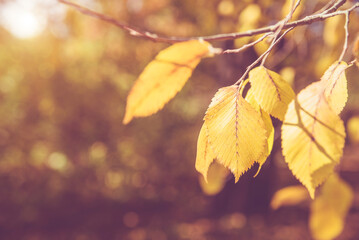 Autumn background-yellow leaves in the city Park

