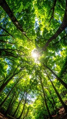 Obraz premium Lush green forest canopy, sunlight filtering through