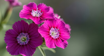 Obraz premium Close Up of Dianthus Flowers in Full Bloom A Captivating Display of Vibrant Pink Petals and Intricate Details, Perfect for Botanical Studies and Floral Designs