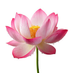 Fototapeta premium A pink lotus flower with water droplets on its petals, isolated on a transparent background. background removed