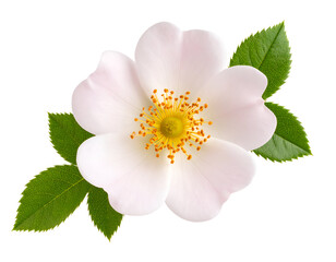 Fototapeta premium Delicate pink flower with vibrant yellow center and green leaves, showcasing nature's beauty and elegance.