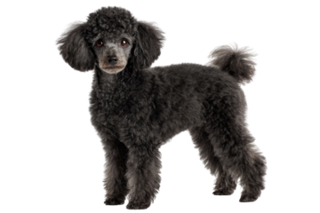 A dark gray Toy Poodle stands against a transparent background, showcasing its fluffy coat and elegant posture. background removed