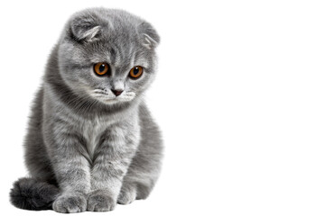 Adorable grey Scottish Fold kitten with captivating orange eyes, sitting against a transparent background. background removed