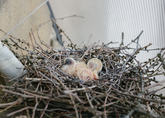 Newborn bird chick in twig nest with eggshell — spring birth and wildlife education