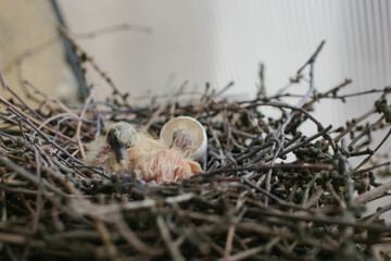 Hatching bird: tiny chick and broken egg in natural nest — life cycle, biology