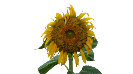 Closeup of a sunflowers face with detailed texture and bright yellow petals, isolated on white background