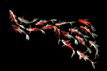 Top View Koi fish swimming on black background