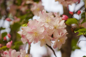 Haitang flowers bloom in spring