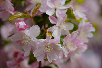 Haitang flowers bloom in spring