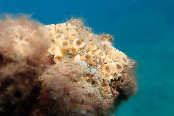 Cladocora caespitosa -   Underwater photography of cushion LPS coral