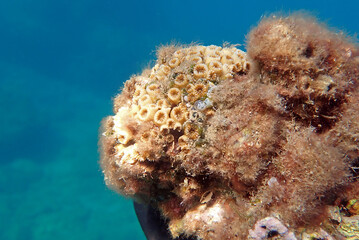 Cladocora caespitosa -   Underwater photography of cushion LPS coral