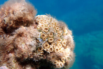 Cladocora caespitosa -   Underwater photography of cushion LPS coral