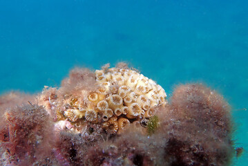 Cladocora caespitosa -   Underwater photography of cushion LPS coral
