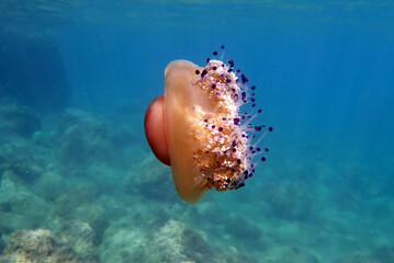 Mediterranean jelly or fried egg jellyfish - (Cotylorhiza tuberculata )