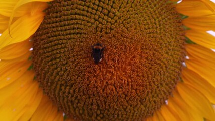 Extreme close-up of sunflower center with bee collecting nectar filmed from below at sunrise showing detailed flower structure and pollination. Nature macro photography and bee pollination process. - Powered by Adobe