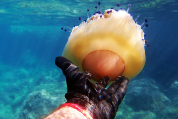 Mediterranean jelly or fried egg jellyfish - (Cotylorhiza tuberculata )