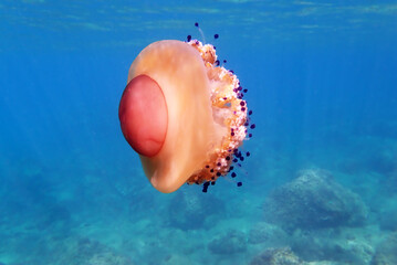 Mediterranean jelly or fried egg jellyfish - (Cotylorhiza tuberculata )