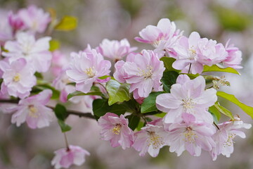 Obraz premium Haitang flowers bloom in spring